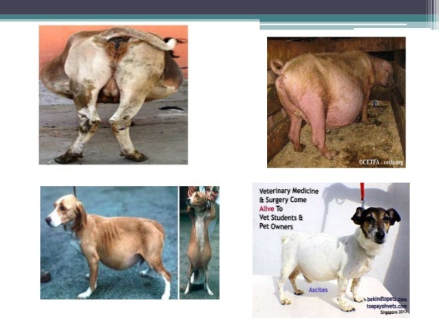 ascitis in dog ascitis in dog